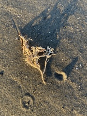 Corallina officinalis