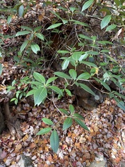 Rhododendron minus