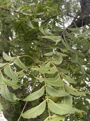 Azadirachta indica