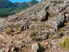 Myriopteris gracillima