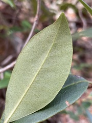 Rhododendron minus
