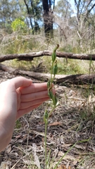 Calochilus robertsonii