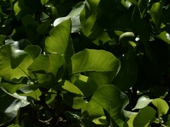 Gardenia megasperma