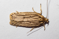 Agonopterix umbellana