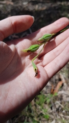 Calochilus robertsonii