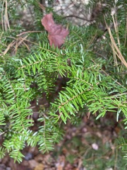 Tsuga caroliniana