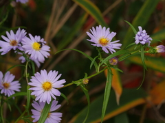 Symphyotrichum novi-belgii elodes