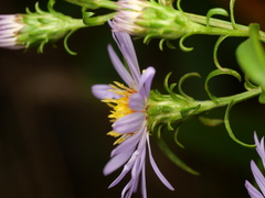 Symphyotrichum novi-belgii elodes