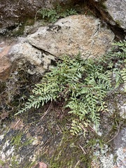 Asplenium montanum