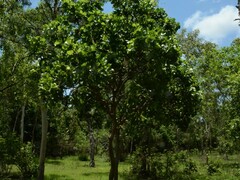 Gardenia megasperma
