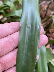 Carex fraseriana