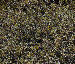 Ceanothus pauciflorus