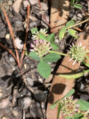 Trifolium glomeratum