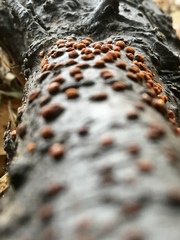 Amphilogia gyrosa