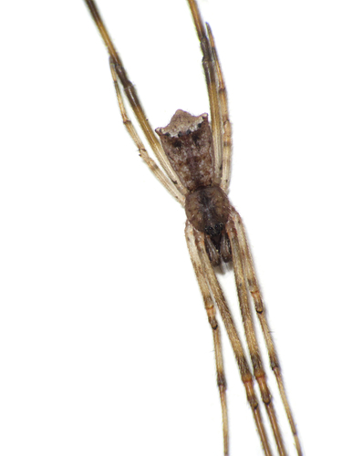 Episinus amoenus Banks, 1911