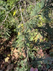 Chamaecyparis thyoides