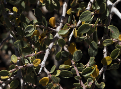 Ceanothus pauciflorus