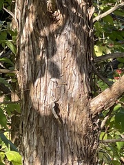 Chamaecyparis thyoides