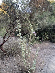 Malacothamnus fasciculatus nuttallii