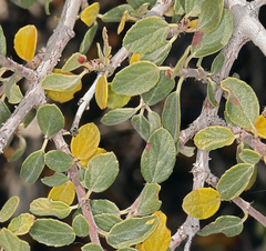 Ceanothus pauciflorus