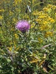 Cirsium flodmanii