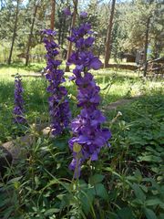 Delphinium ajacis