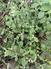 Alternanthera sessilis