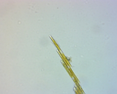 Bacillaria paxillifera