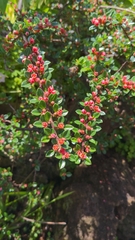 Cotoneaster horizontalis