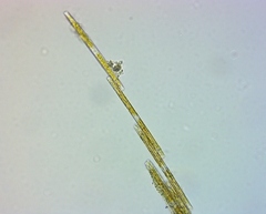 Bacillaria paxillifera