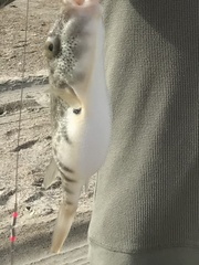 Sphoeroides maculatus