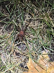 Antrodiaetus pacificus