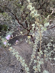 Malacothamnus fasciculatus nuttallii