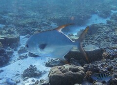 Trachinotus blochii