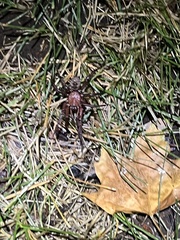 Antrodiaetus pacificus