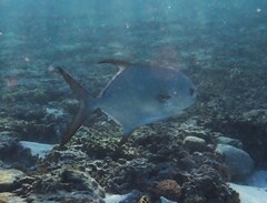 Trachinotus blochii