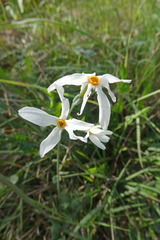 Narcissus deficiens
