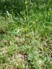 Pimelea curviflora