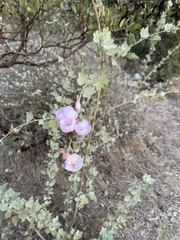 Malacothamnus fasciculatus nuttallii