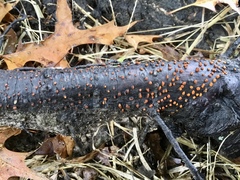 Amphilogia gyrosa