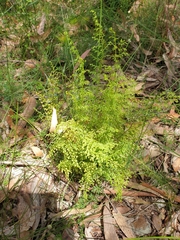 Lindsaea microphylla