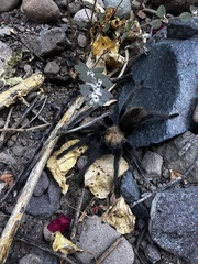 Aphonopelma chalcodes