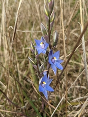 Thelymitra arenaria