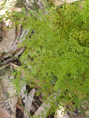 Lindsaea microphylla