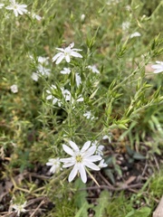 Stellaria pungens