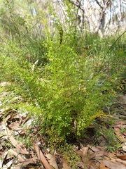 Lindsaea microphylla