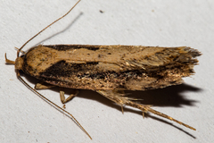 Atomotricha