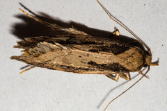 Atomotricha