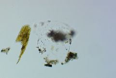 Bacillaria paxillifera