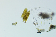 Bacillaria paxillifera